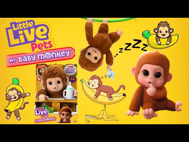 Vídeo relacionado con Little Live Pets - My Baby Monkey, Mascota de Juguete, 40 Sonidos y Reacciones, Mango el Mono Tiene una Boca Móvil y Emite Sonidos al Comer, Manos y Pies Pueden Agarrar, +4 años, Famosa (LP500000)