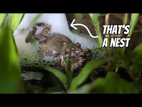 Túngara Frog building a Foam Nest | Engystomops pustulosus