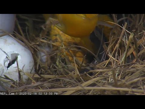 Little on is working hard-the egg tooth is visible~2:11 PM 2020/02/18