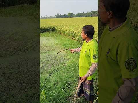 পরিত্যাক্ত ছোট ক্যানেল থেকে ৫০-৬০ হাজার টাকার মাছ বি'ক্রি #shorts #viral #trending #agriculture