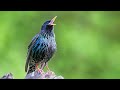 The call of the Common Starling - Bird Sounds to recognize the Common Starling | 10 Hours