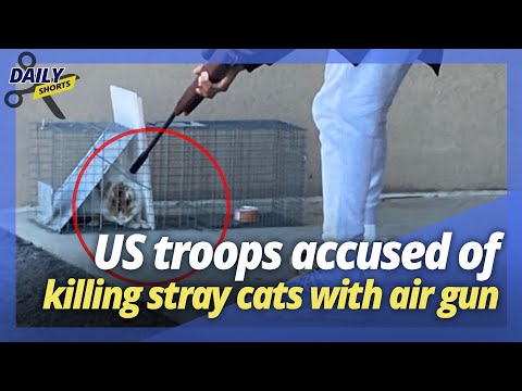 US forces anger animal rights group for brutally executing stray cats with air gun