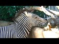 Grevy S Zebra Barking Sounds LA Zoo Los Angeles California USA October 28 2021 Heatwave Sun