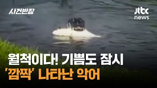 월척이다! 기쁨도 잠시…'깜짝' 나타난 악어 #글로벌픽 / JTBC 사건반장