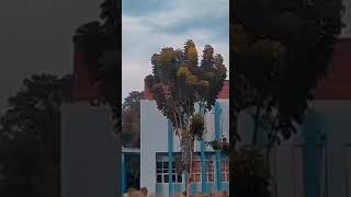 Download lagu jedak jeduk kota Rokan hilir | Bagansiapiapi | RIAU. mp3 Download lagu jedak jeduk kota Rokan hilir | Bagansiapiapi | RIAU. mp3