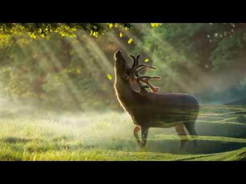 Omar Otarlani - Apsati