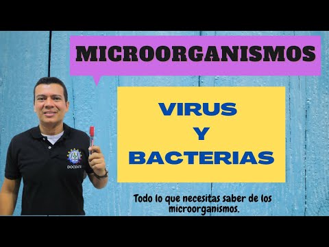 VIRUS Y BACTERIAS. que son? como se clasifican, características  e impacto ecológico