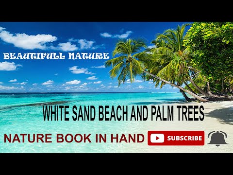 White sand beach and palm trees