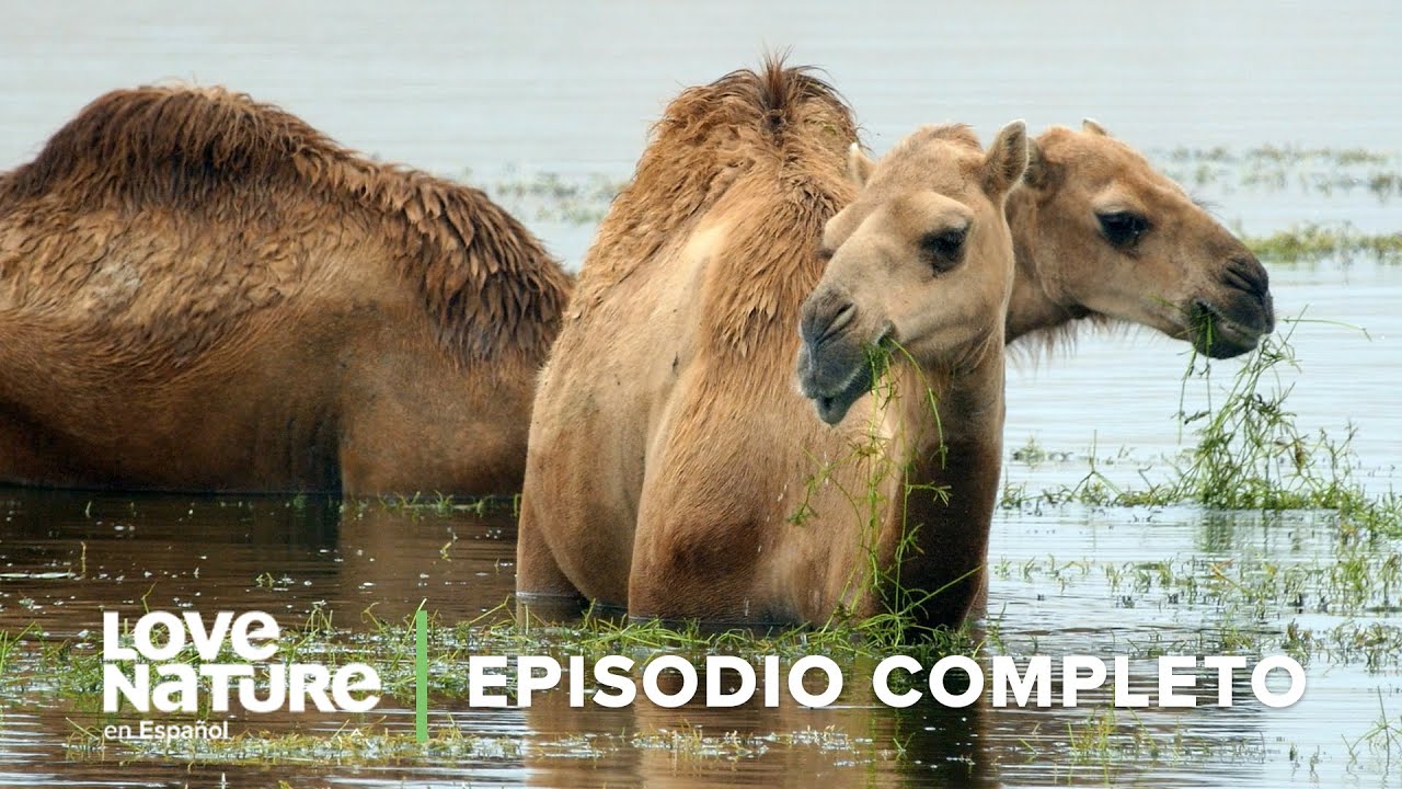 ¿Cómo VIVEN SIN AGUA los animales del desierto? | Episodio 101: Infierno Árabe