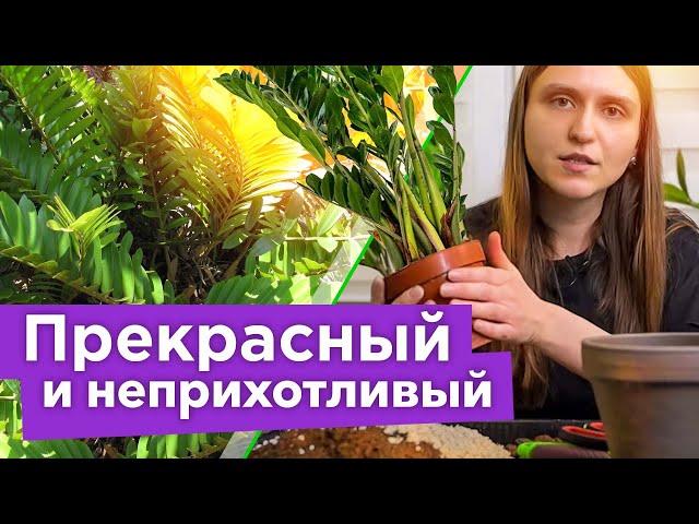 ЗАМИОКУЛЬКАС: УХОД И ПЕРЕСАДКА. Что делать сразу после покупки?