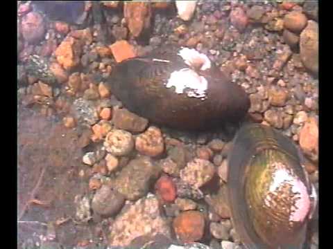 Unio Fresh water mussel