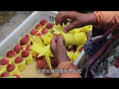 無毒五月桃 創造部落希望