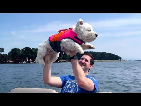 Quand votre chien n'est pas un animal de compagnie, c'est votre meilleur ami