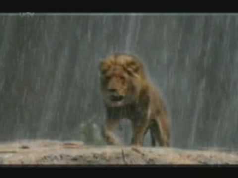 The (real) lion king part 10 ~final~