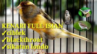 Download lagu masteran kenari full isian [blackthroat, ciblek, sikatan londo] mp3