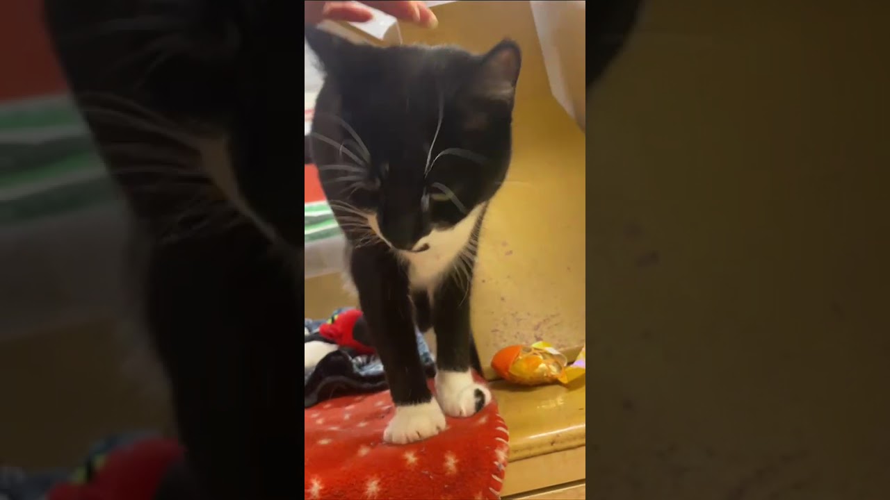 Cookie, an adopted Tuxedo in Pearland, TX video 3/6
