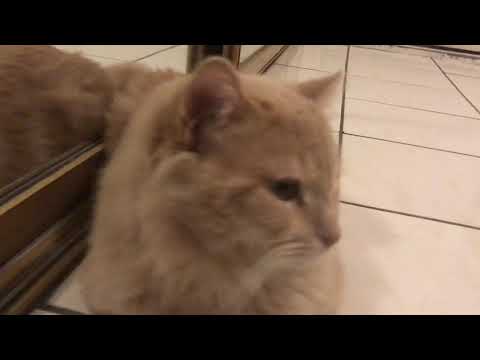 MY CAT IS STALIN!!!!!