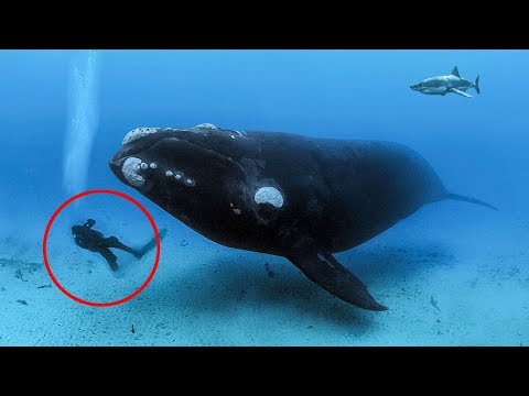 THE WHALE DIDN'T LET THE DIVER GO, SHE WAS SURPRISED TO LEARN WHY