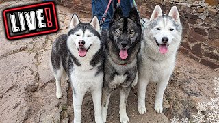 Husky Hangout LIVE 🔴 LIVE Q & A With our Siberian Huskies!