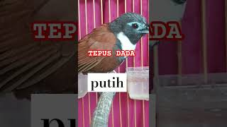 Download lagu SUARA BURUNG DENGAN DADA PUTIH GACOR mp3