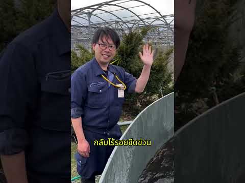 แขนจะขาดไหม?