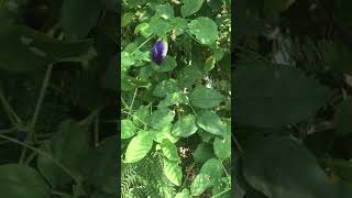 バタフライピーから2022年の感想