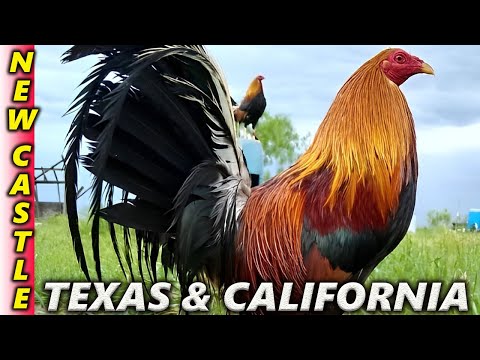 Pure !! TEXAS & CALIFORNIA Kelso Radio Hatch Sweater Roundhead New Castle Farm Beautiful Birds