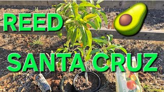 PLANTING A REED AVOCADO TREE IN SANTA CRUZ CALIFORNIA