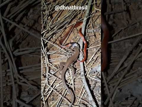 Pseudoboa nigra - muçurana. local: Nerópolis - GO. predando Lagarto.