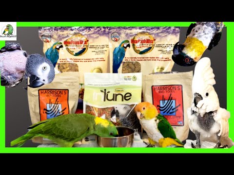 download lagu mp3 mp4 Harrison Parrot, download lagu Harrison Parrot gratis, unduh video klip Harrison Parrot
