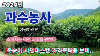 과일농사 성공 하려면..복숭아,샤인머스켓 가격폭을 보면서..