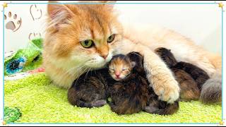 Zlata gives birth: The first full day with her kittens