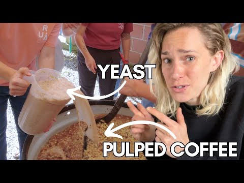 Coffee Processing: Yeast Inoculated Washed Coffee Fermentation EXPLAINED (w/ Lucia Solis)