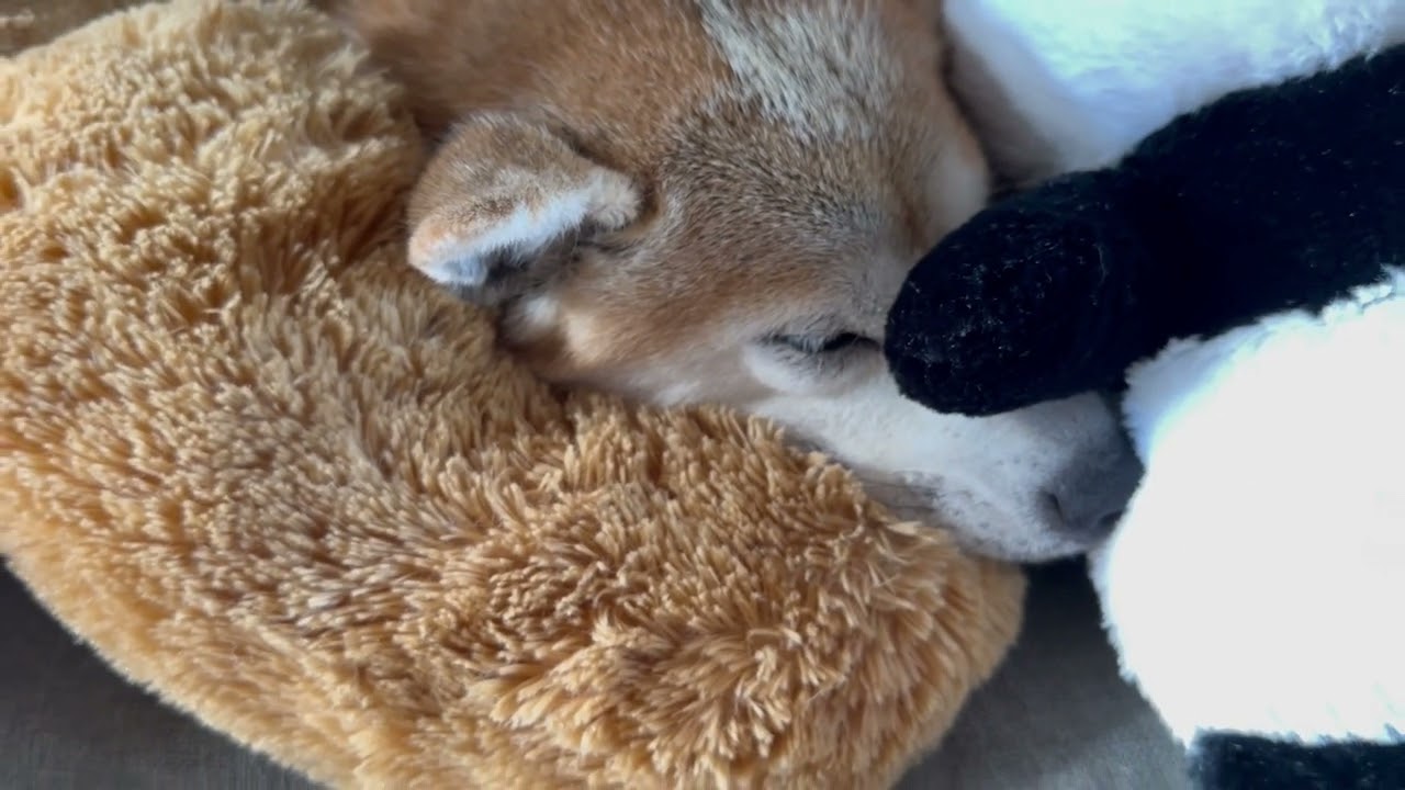 ぬいぐるみになった柴犬