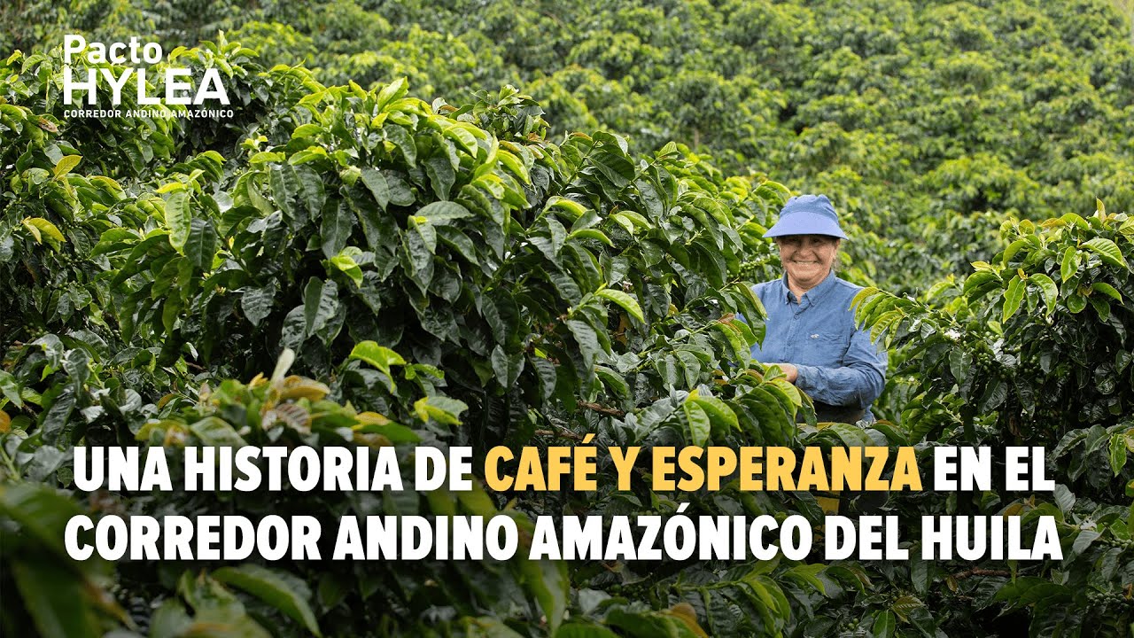 Amparo y Cristian - Una historia de Café y esperanza en el Corredor Andino Amazónico del Huila