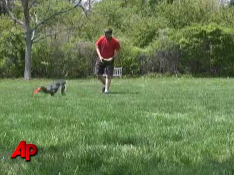 Teaching Old Dogs New Tricks