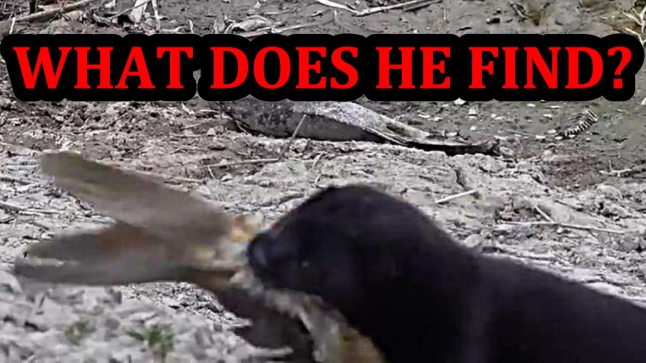 What Happens if I Let My Mink Spark Down this Hole???