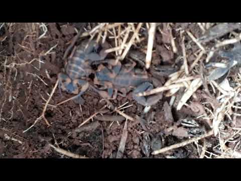 Escorpião ou lacrau.