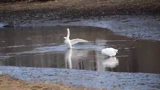 Chelsea Creek Swans, #boldwoodversion  #CraigArmstrong 4K