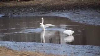 Chelsea Creek Swans, #boldwoodversion  #CraigArmstrong 4K