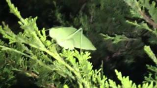The strange bug that makes the clicking sound at night. Katydid(Microcentrum Californicum)