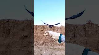 Eagle,Taming the eagle