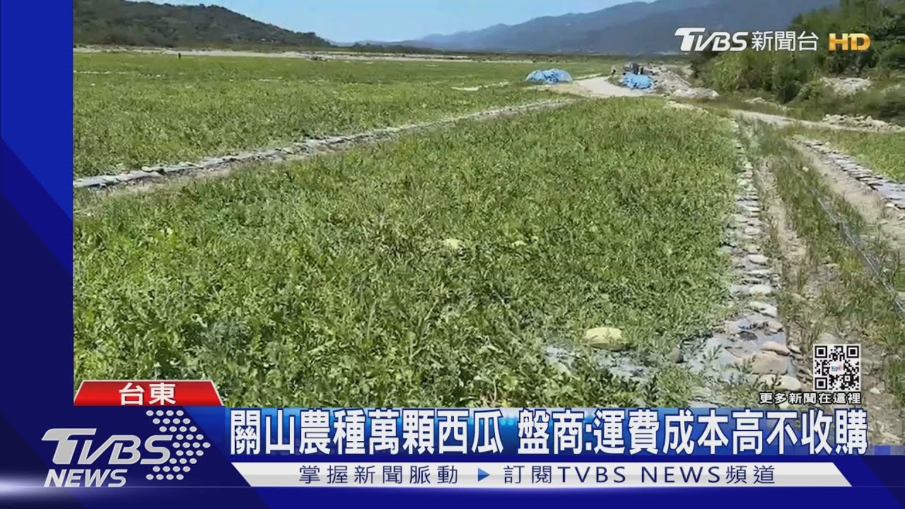 關山農種萬顆西瓜　盤商：運費成本高不收購