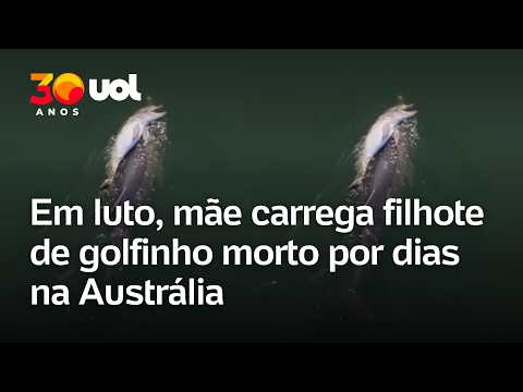 Mãe carrega filhote de golfinho morto por dias na Austrália; veja o vídeo
