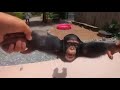 Life Could Be A Dream Monkey Edition 10 Hours