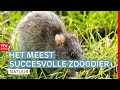 Ratten in de hoofdrol: 'Ik krijg hier toch wel de kriebels van!' | ROEG! | RTV Drenthe