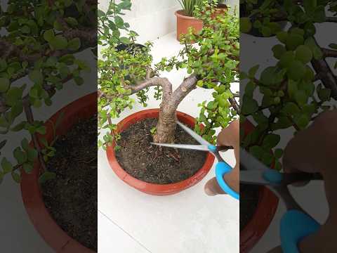 How to Prune a Jade Plant to Make it a Bonsai