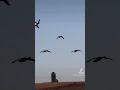 There's Geese Coming
