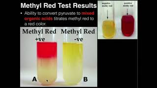 Microbiology: Methyl Red Test