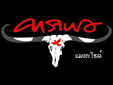 แมงกะไซด์ [music audio]